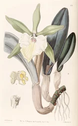 Rhyncholaelia glauca ou Brassavola glauca